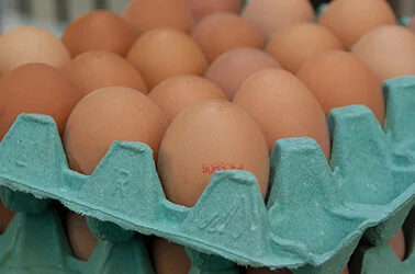 huevos-salmonella
