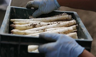 Manipulador de Alimentos Jaen