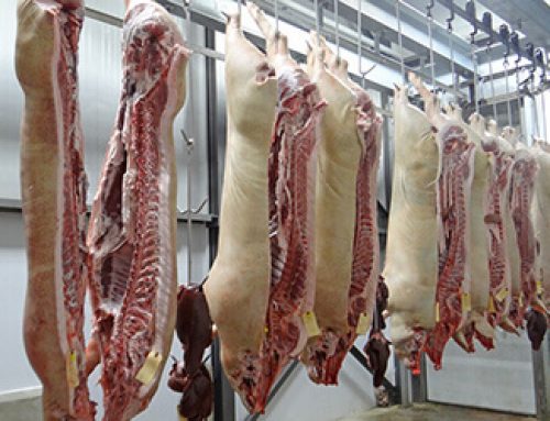 Condiciones en la recepción del ganado en mataderos