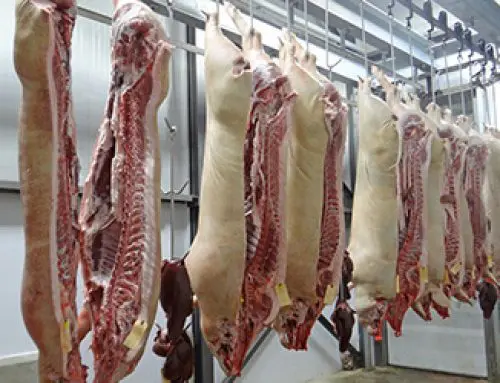Condiciones en la recepción del ganado en mataderos