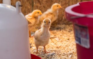 prevención salmonella cadena alimentaria