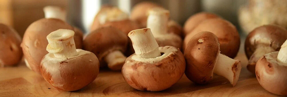 champiñones malos champiñones malos