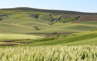 carnet curso de manipulador de alimentos España