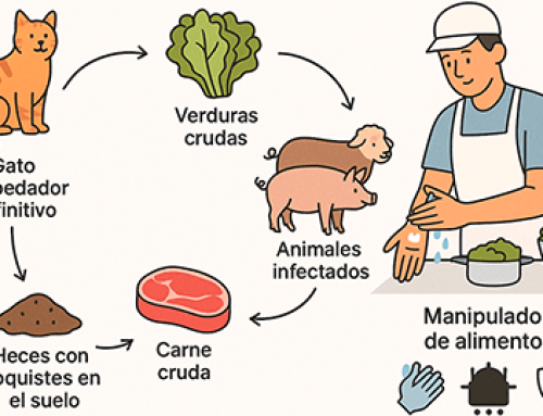 Toxoplasmosis en alimentos: prevención y claves para manipuladores